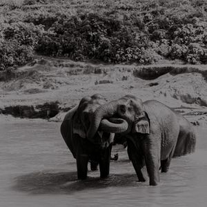 ABRAÇO DE ELEFANTE
