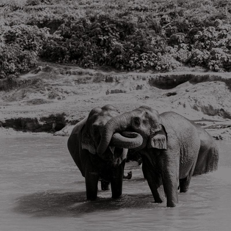 ABRAÇO DE ELEFANTE