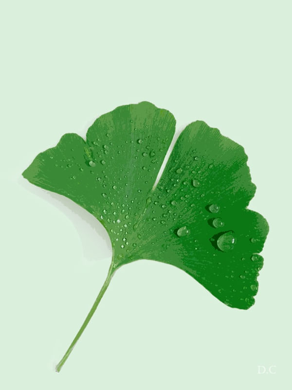 GINKGO LEAF