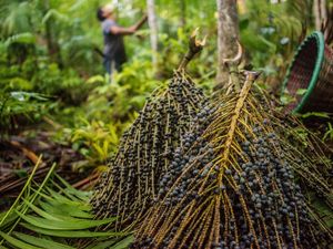 CATANDO O AÇAÍ