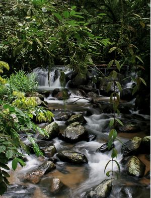 FLORESTA COM ÁGUA