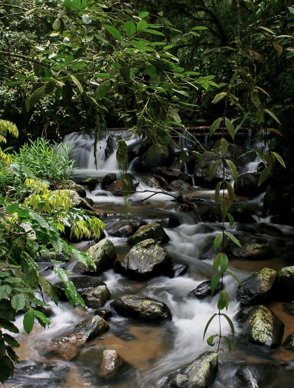 FLORESTA COM ÁGUA