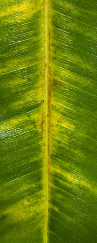 LEAF 2020 1