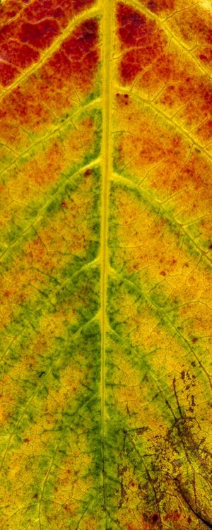 LEAF 2020 3