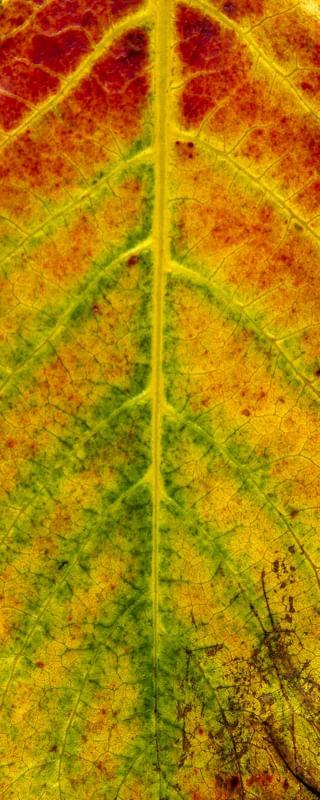 LEAF 2020 3