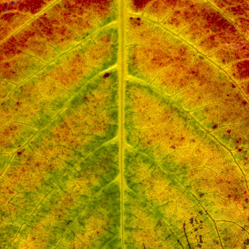 LEAF 2020 4