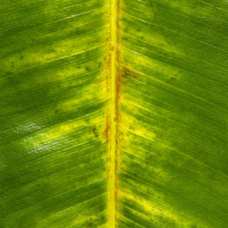 LEAF 2020 7