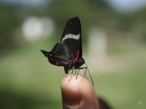 A BORBOLETA PEQUENA 01