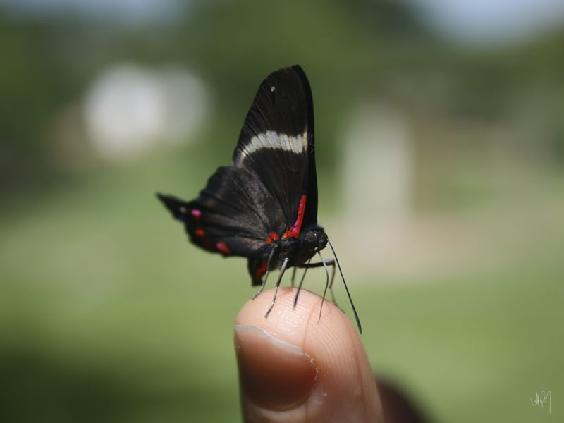 A BORBOLETA PEQUENA 01
