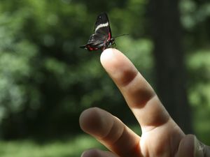 A BORBOLETA PEQUENA 02