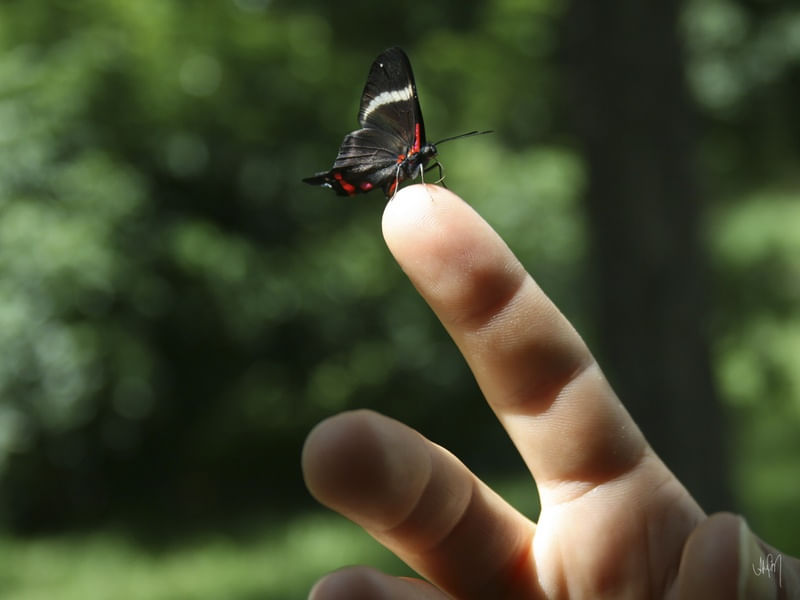 A BORBOLETA PEQUENA 02