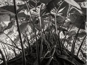 PLANTA ANTIGRAVITACIONAL