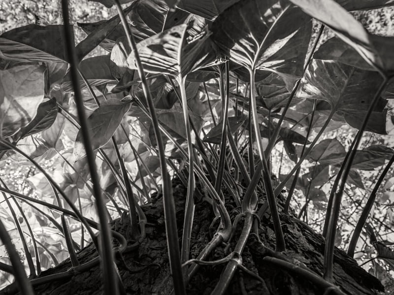 PLANTA ANTIGRAVITACIONAL