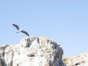 A GAIVOTA AZUL 01