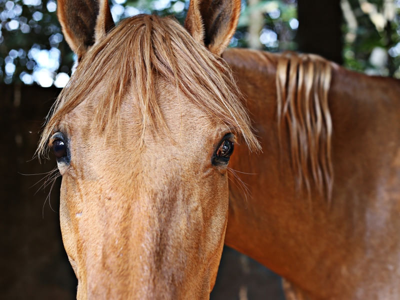 OLHOS DE CAVALO
