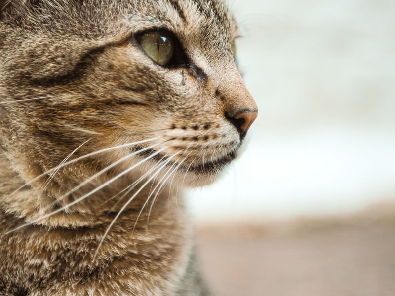OLHAR DE GATO