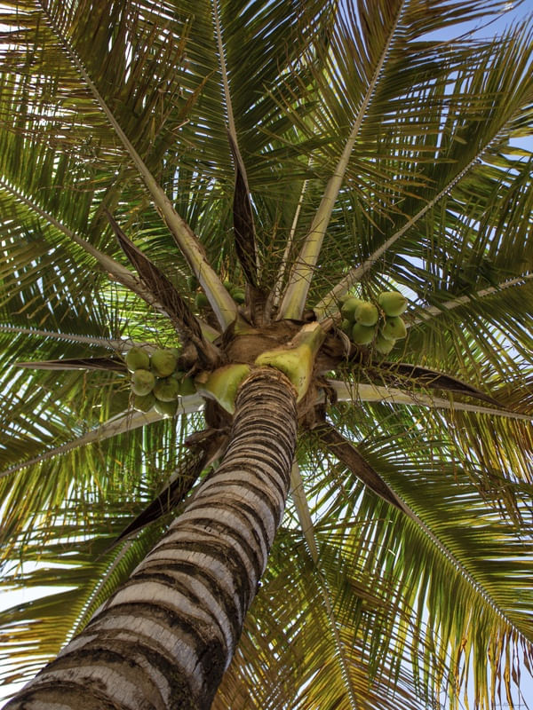 COQUEIRO & TREE