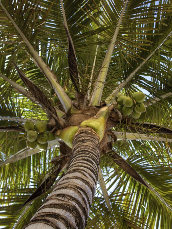 COCO & TREE
