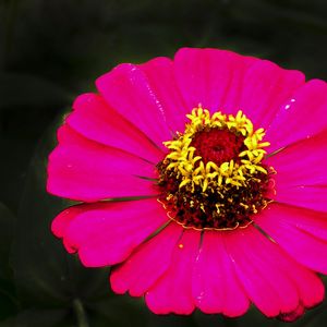 FLOR 56A