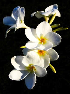FLORSS