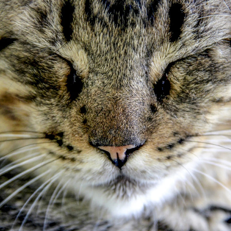 GATO 32A