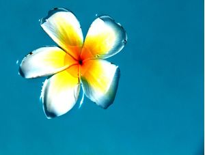 FLOR DA ÁGUA