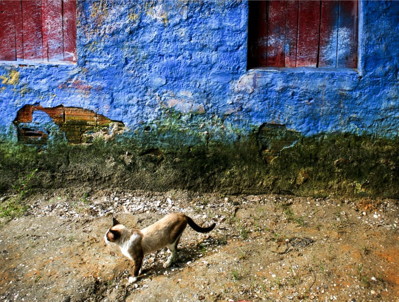 GATO SÓ