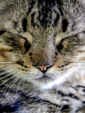 QUERUBIM GATO