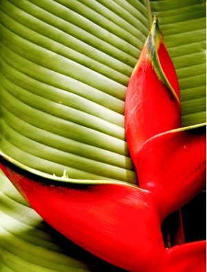 FLORTROPICAL