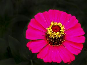 BELAFLOR