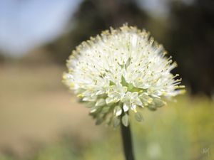 FLOR D 01