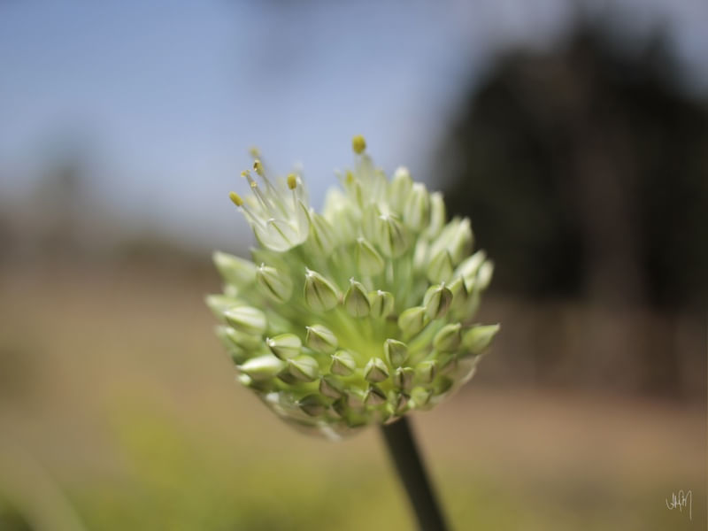 FLOR D 02