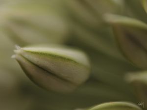 FLOR D 04