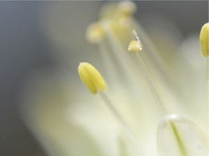 FLOR D 05
