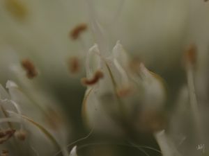 FLOR D 07