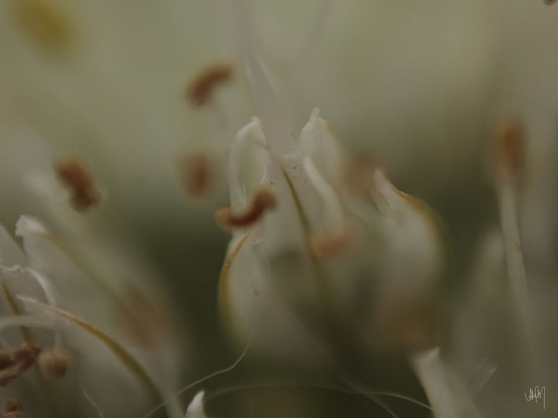 FLOR D 07