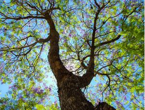 JACARANDA FLORIDO