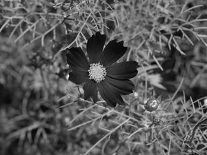 FLOR CZ