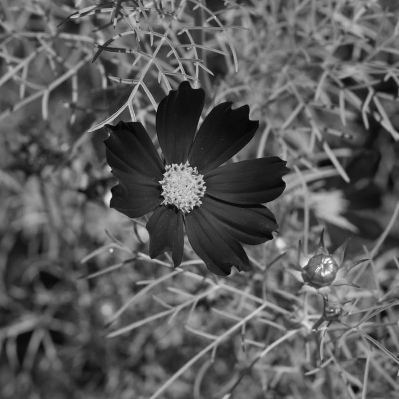 FLOR CZ0