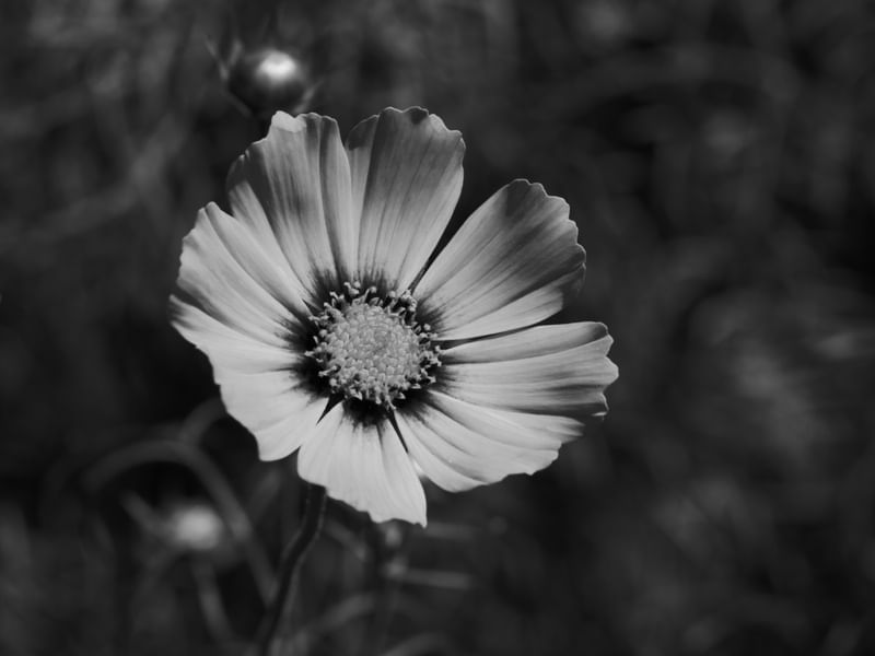 FLOR CZ1