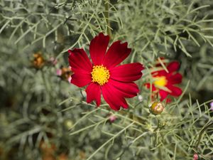 FLOR XX