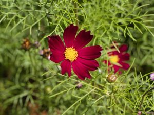 FLOR ZZ