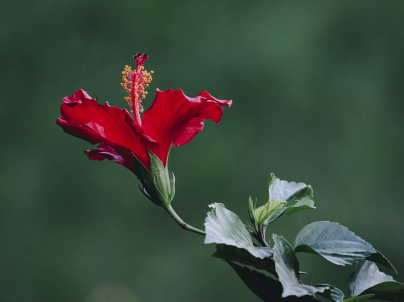 HIBISCUS VERMELHO