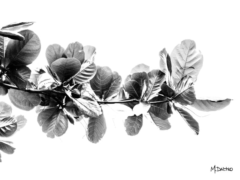 CASTANHEIRA_PAISAGEM_90X675_BW_TRIPTICO