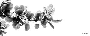 CASTANHEIRA_120X48_BW_TRIPTICO