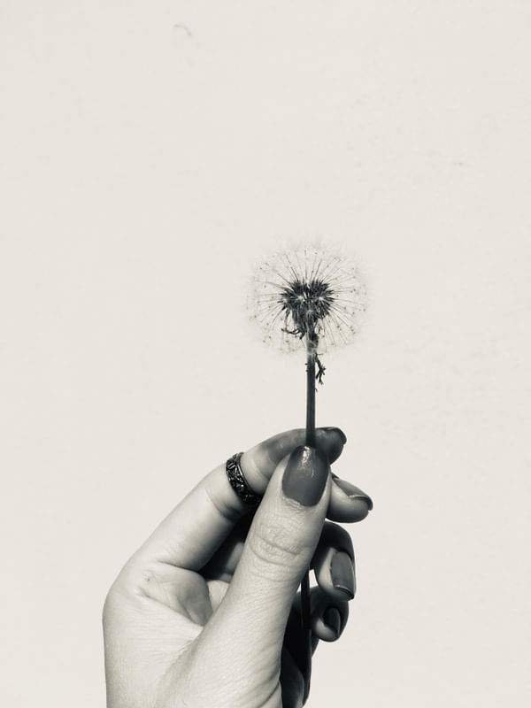 DANDELION PEACE