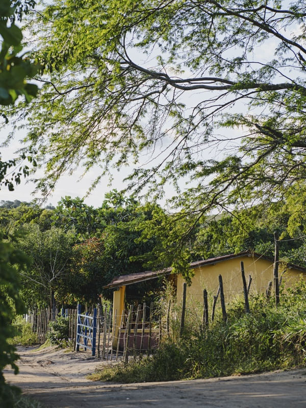 SIMPLICIDADE - BANANEIRAS, PB.
