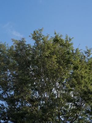 TOPO DE ÁVORE