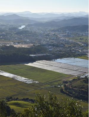 VISTA DOS CAMPOS DE ARROZ EM GASPAR