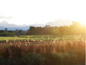 AGRICOLA DA ILHA